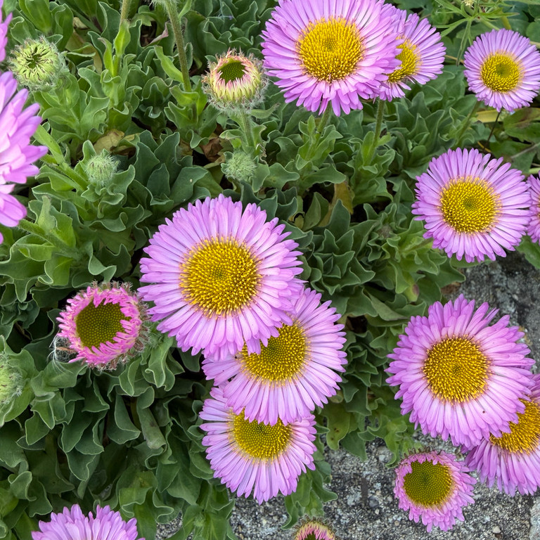 Erigeron glaucus ‘Beachboy Blue’ ( เดซี่ทะเลสีฟ้า ) 50 เมล็ด