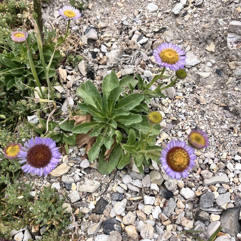 Erigeron glaucus ‘Beachboy Blue’ ( เดซี่ทะเลสีฟ้า ) 50 เมล็ด
