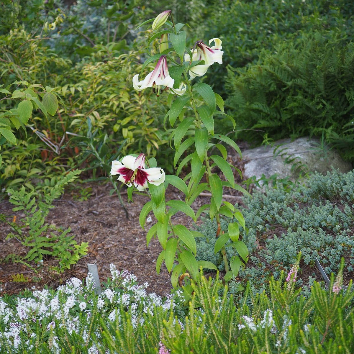 Lilium nepalense ( ลิลลี่ป่าเนปาล ) 20 เมล็ด