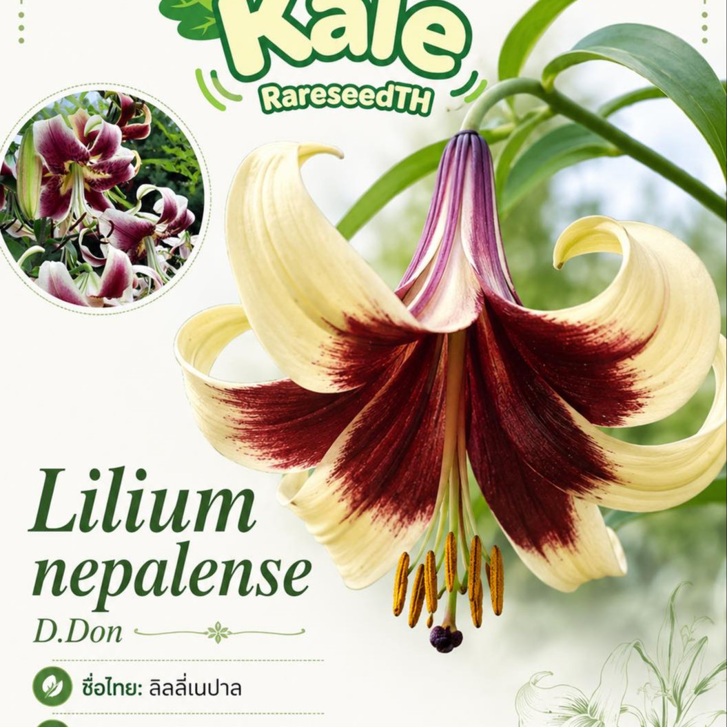 Lilium nepalense ( ลิลลี่ป่าเนปาล ) 20 เมล็ด