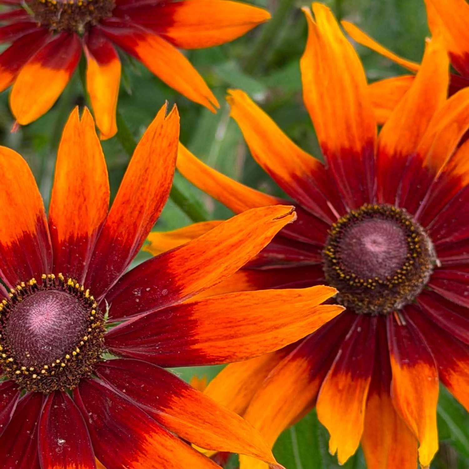 Rudbeckia ‘Cappuccino’ ( รูดเบ็กเกีย คาปูชิโน่ ) 30 เมล็ด