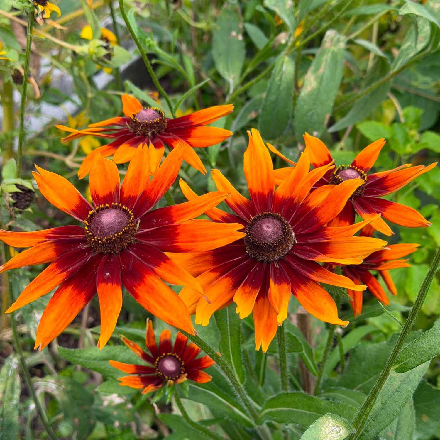 Rudbeckia ‘Cappuccino’ ( รูดเบ็กเกีย คาปูชิโน่ ) 30 เมล็ด