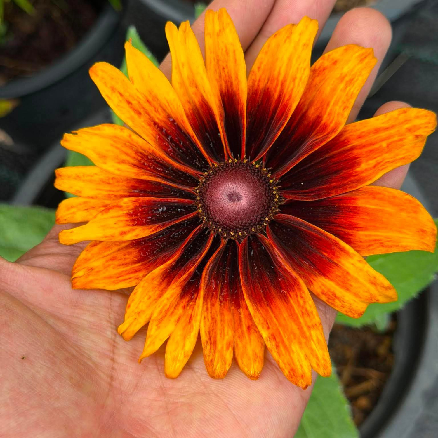 Rudbeckia ‘Cappuccino’ ( รูดเบ็กเกีย คาปูชิโน่ ) 30 เมล็ด