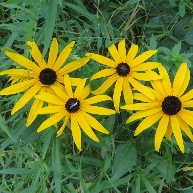 Rudbeckia fulgida var. fulgida ( รูดเบ็กเกีย ฟูลจิด้า ) 35 เมล็ด