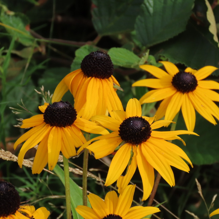 Rudbeckia fulgida var. fulgida ( รูดเบ็กเกีย ฟูลจิด้า ) 35 เมล็ด