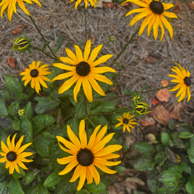 Rudbeckia fulgida var. fulgida ( รูดเบ็กเกีย ฟูลจิด้า ) 35 เมล็ด