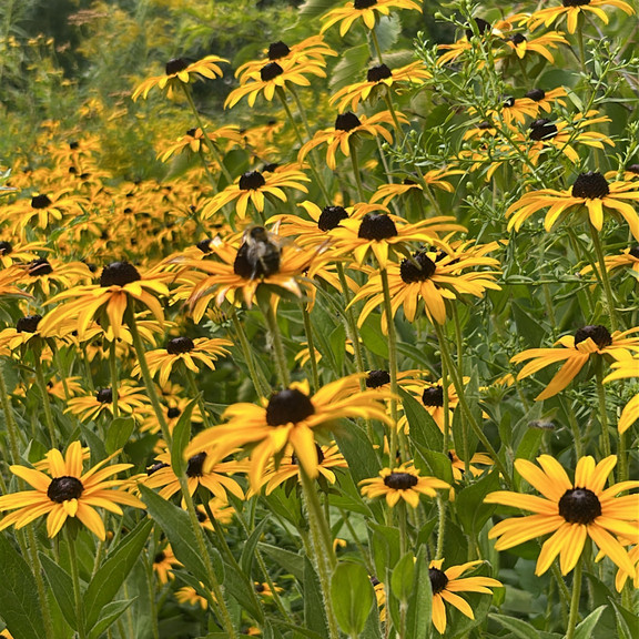 Rudbeckia fulgida var. fulgida ( รูดเบ็กเกีย ฟูลจิด้า ) 35 เมล็ด