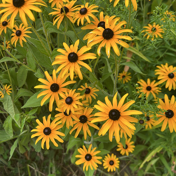 Rudbeckia fulgida var. fulgida ( รูดเบ็กเกีย ฟูลจิด้า ) 35 เมล็ด