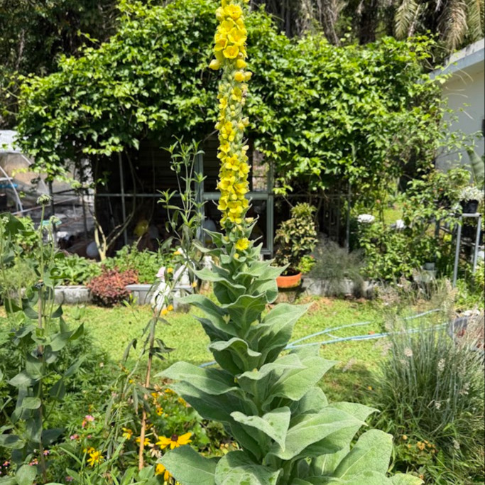 Verbascum thapsus หรือ Great Mullein  ( "มัลเลน") ปริมาณ 1000 เมล็ด