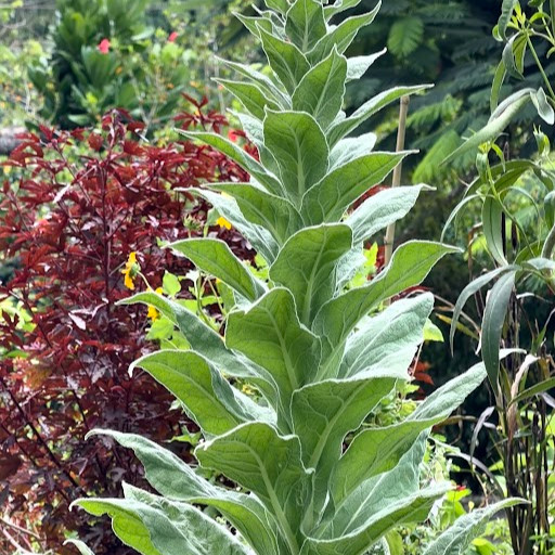 Verbascum thapsus หรือ Great Mullein  ( "มัลเลน") ปริมาณ 1000 เมล็ด