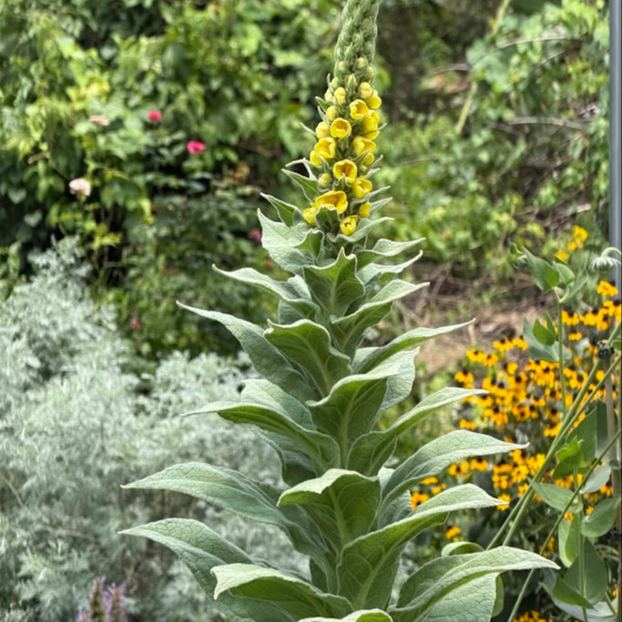 Verbascum thapsus หรือ Great Mullein  ( "มัลเลน") ปริมาณ 1000 เมล็ด