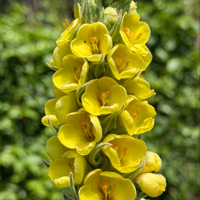 Verbascum thapsus หรือ Great Mullein  ( "มัลเลน") ปริมาณ 1000 เมล็ด