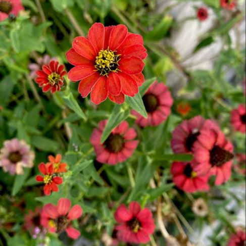 Zinnia Peruviana (บานชื่นโบราณเปรูเวียนา) 60 เมล็ด