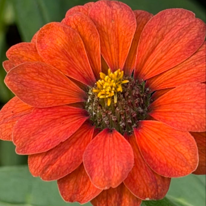 Zinnia Peruviana (บานชื่นโบราณเปรูเวียนา) 60 เมล็ด