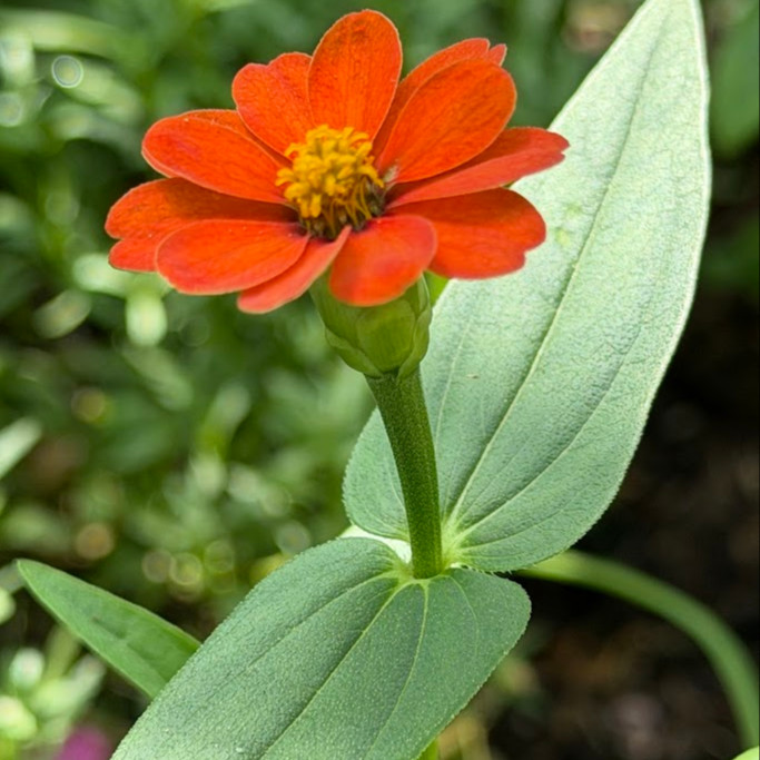 Zinnia Peruviana (บานชื่นโบราณเปรูเวียนา) 60 เมล็ด
