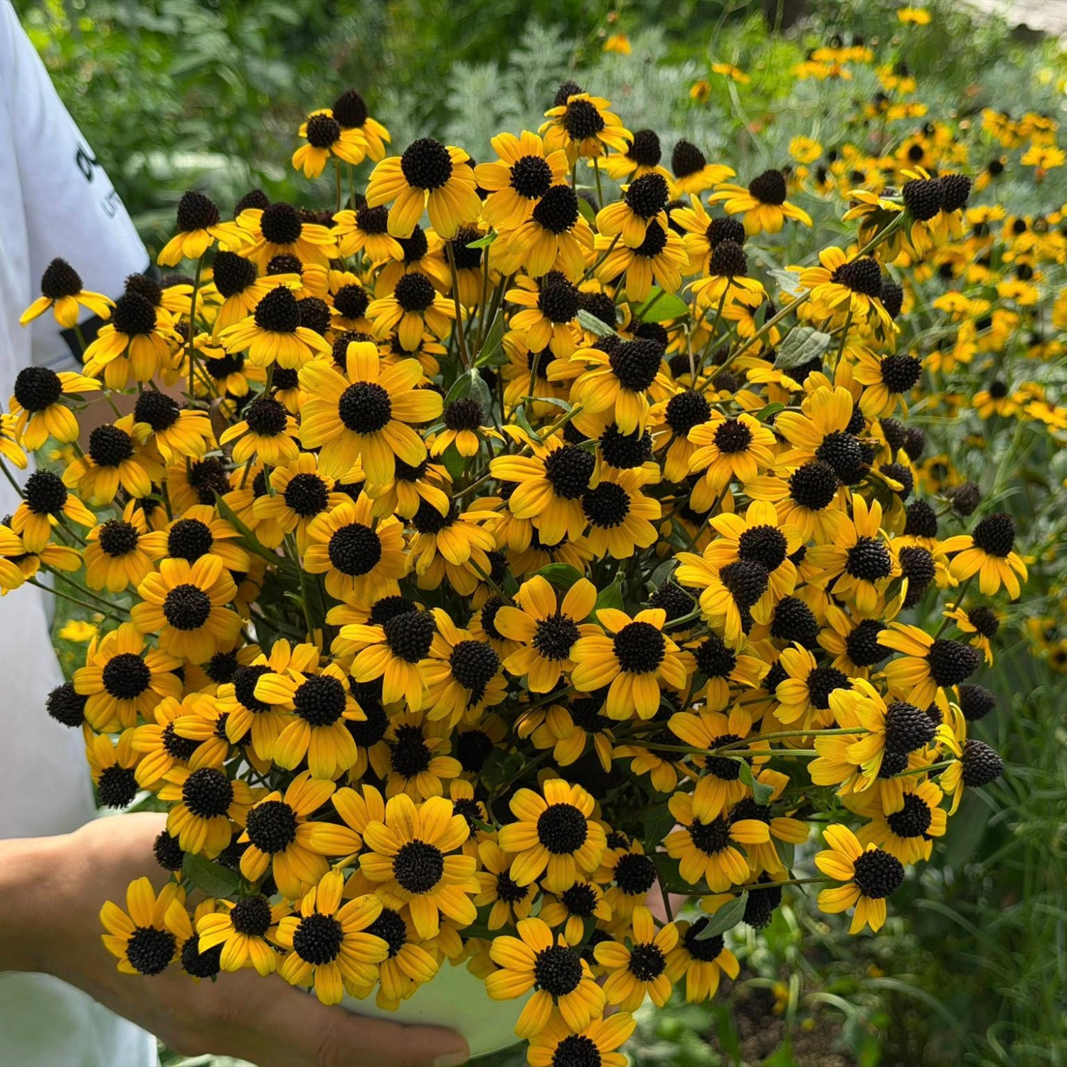 Rudbeckia triloba  (แบล็กอายซูซาน-ผึ้งน้อย) 200 เมล็ด นำเข้าจาก เยอรมัน