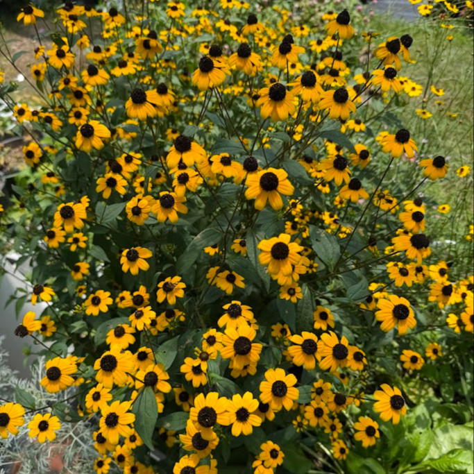 Rudbeckia triloba  (แบล็กอายซูซาน-ผึ้งน้อย) 200 เมล็ด นำเข้าจาก เยอรมัน