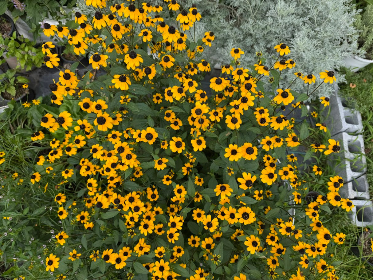 Rudbeckia triloba  (แบล็กอายซูซาน-ผึ้งน้อย) 200 เมล็ด นำเข้าจาก เยอรมัน
