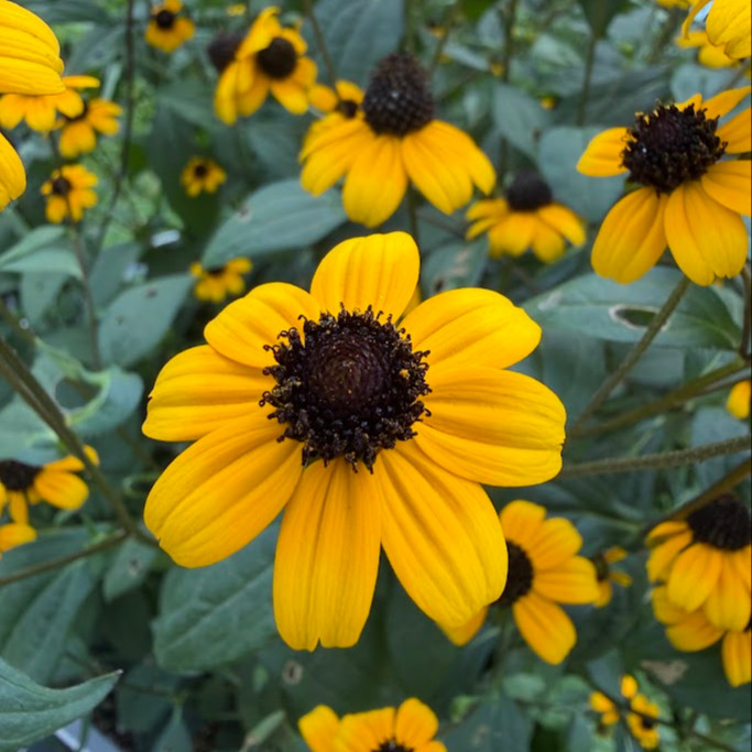 Rudbeckia triloba  (แบล็กอายซูซาน-ผึ้งน้อย) 200 เมล็ด นำเข้าจาก เยอรมัน