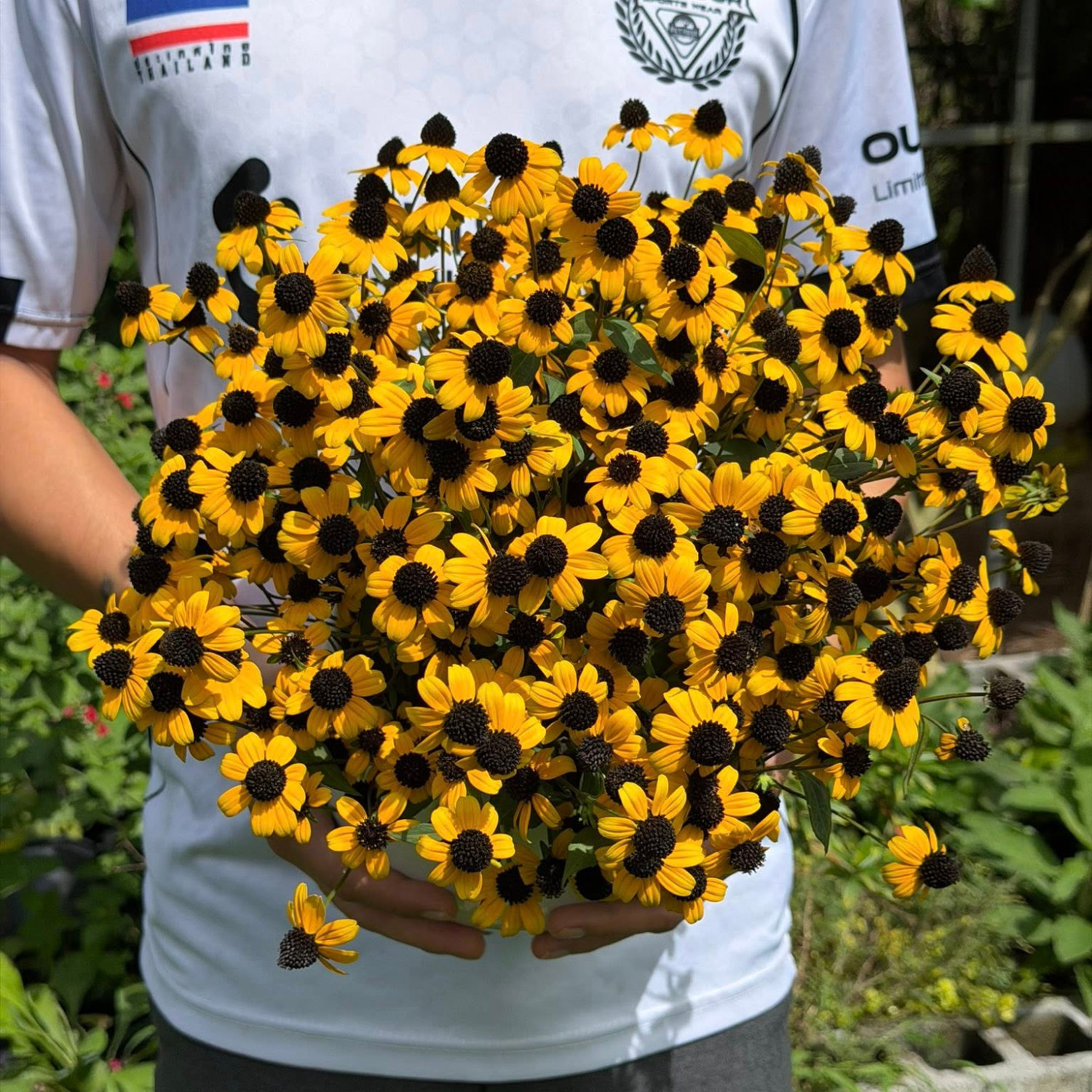 Rudbeckia triloba  (แบล็กอายซูซาน-ผึ้งน้อย) 200 เมล็ด นำเข้าจาก เยอรมัน