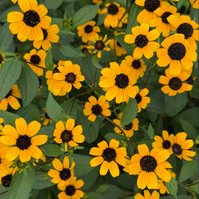 Rudbeckia triloba  (แบล็กอายซูซาน-ผึ้งน้อย) 200 เมล็ด นำเข้าจาก เยอรมัน