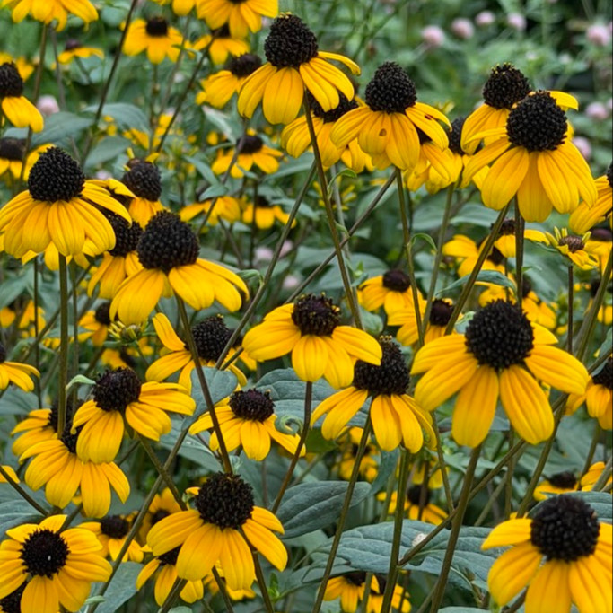Rudbeckia triloba  (แบล็กอายซูซาน-ผึ้งน้อย) 200 เมล็ด นำเข้าจาก เยอรมัน