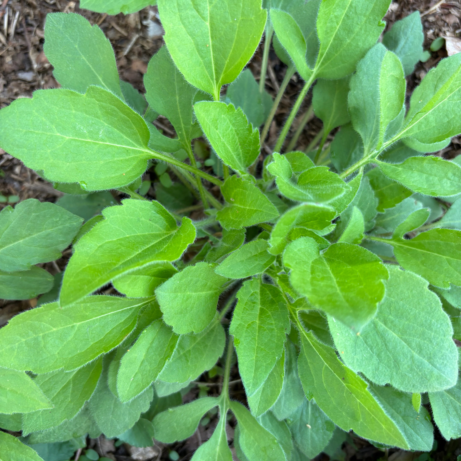 Rudbeckia triloba  (แบล็กอายซูซาน-ผึ้งน้อย) 200 เมล็ด นำเข้าจาก เยอรมัน