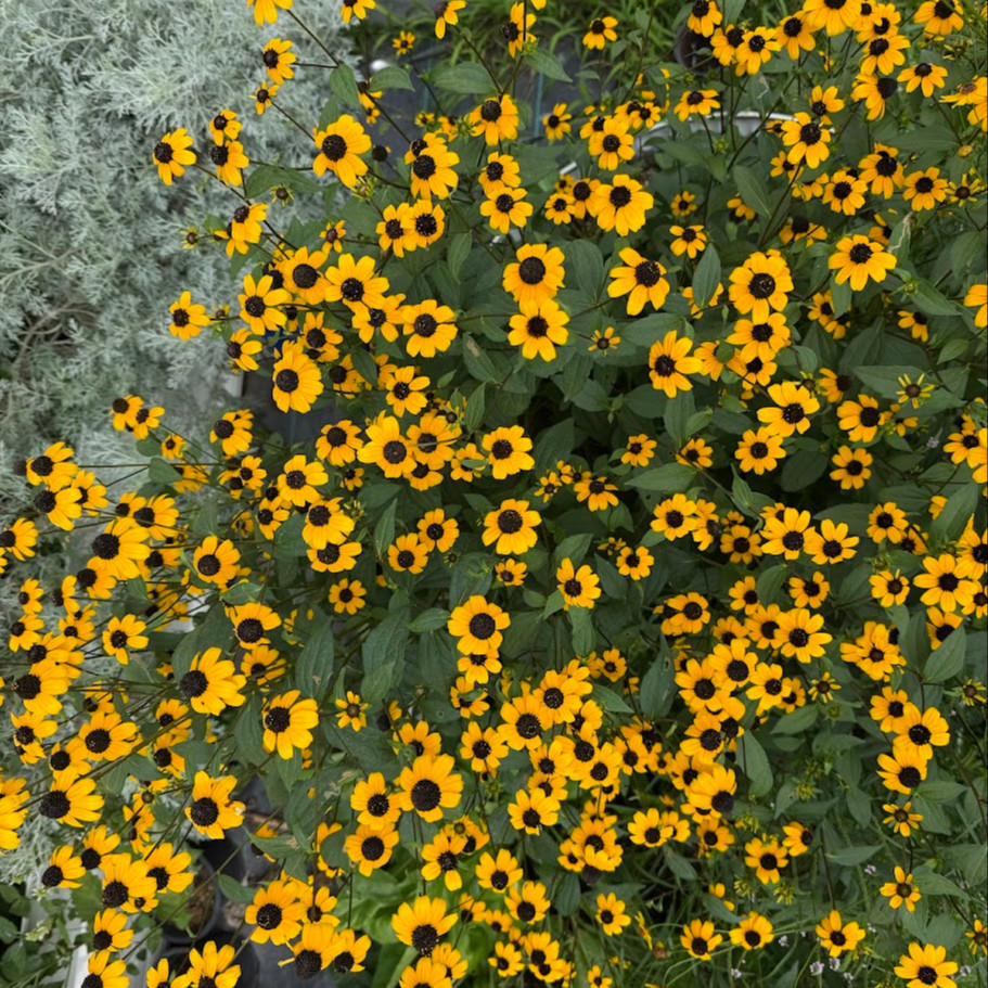 Rudbeckia triloba  (แบล็กอายซูซาน-ผึ้งน้อย) 200 เมล็ด นำเข้าจาก เยอรมัน